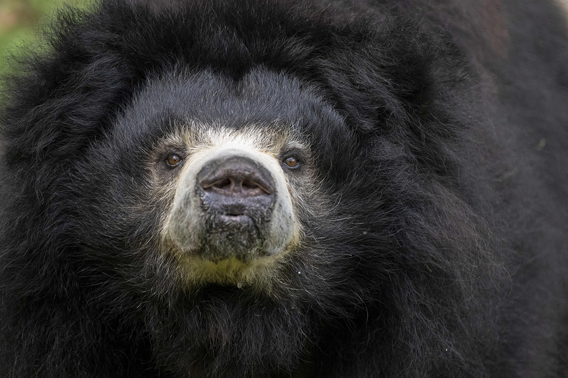 El Zoológico de Miami lamenta la pérdida de un oso perezoso y una mara patagónica Fotografía cedida por el zoológico de Miami donde se muestra a 'Keesha', un oso perezoso de 28 años que fue sacrificado este jueves debido a graves problemas de salud que no respondieron a los tratamientos. EFE/Ron Magill/Zoo Miami /SOLO USO EDITORIAL /NO VENTAS /SOLO DISPONIBLE PARA ILUSTRAR LA NOTICIA QUE ACOMPAÑA /CRÉDITO OBLIGATORIO
