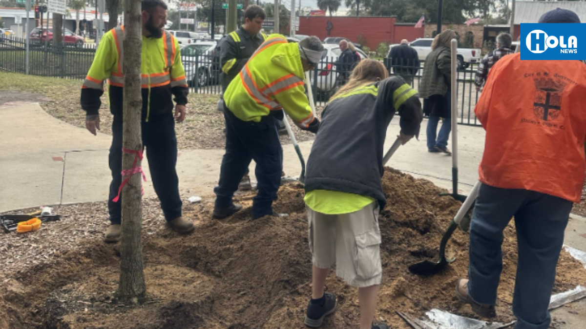 Plantarán árboles gratis en St. Augustine