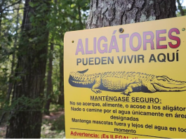 Abiertas las solicitudes de licencias para cazar caimanes