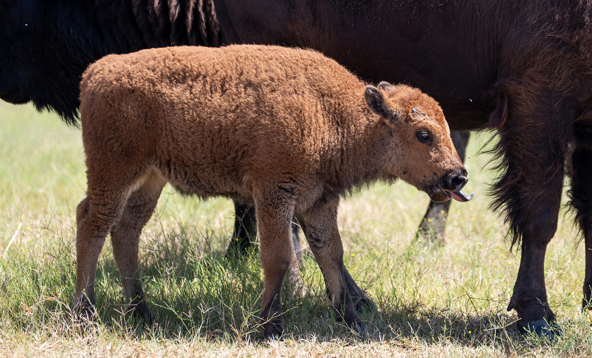 Cría de bisonte americano nace en reserva natural en Monterrey, norte de México Fotografía de una cría de bisonte americano (Bison bison) este viernes, en Nuevo León (México). EFE/Miguel Sierra