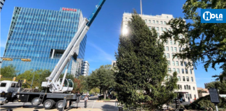 Árbol de Carolina del Norte encenderá la Navidad en Columbia