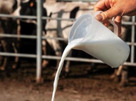 California suspende la distribución de leche cruda de su mayor productor por gripe aviar Archivo. EFE/Robin Townsend