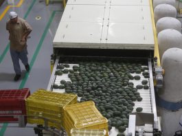 Aguacates, tomates ‘cherry’, tequila o jarabe de arce pueden ver sus precios por las nubes Fotografía de archivo de una máquina empacadora de aguacate en el municipio de Ciudad Guzmán, estado de Jalisco (México). EFE/ Francisco Guasco