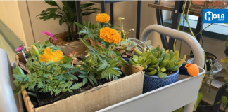 Hispano introduce horticultura terapéutica en hospital