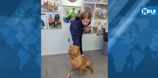 Semana para adoptar mascotas