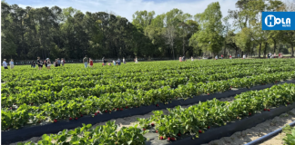 “Festival de la Fresa” celebró 28 años de tradición y sabor