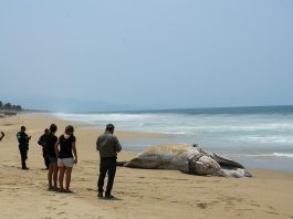 Una ballena jorobada muere en el sur de México tras quedar atrapada en redes de pesca Fotografía de una ballena jorobada varada este miércoles en la playa de Coyuca de Benítez, en Acapulco (México). EFE/ David Guzmán