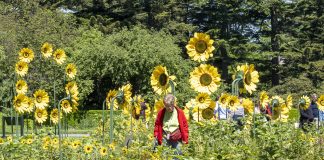 Lirios, rosas y girasoles de Van Gogh llenan de color el Jardín Botánico de Nueva York Una persona visita la exposición Van Gogh's Flowers este martes, en el Jardín Botánico de Nueva York (Estados Unidos). EFE/ Angel Colmenares