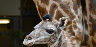 Zoológico da bienvenida a una nueva cría de jirafa