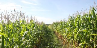 Los productores de maíz del sureste de México se enfrentan a crisis por altas temperaturas Fotografía de un cultivo de maíz este martes, en el municipio de Tapachula, en Chiapas (México). EFE/ Juan Manuel Blanco