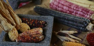 Unión de agricultores mexicanos advierten “catástrofe alimentaria” por aranceles de EE.UU. Fotografía de archivo que muestra diversas clases de mazorcas y semillas de maíz en la localidad de San Juan Evangelista, municipio de Tlajomulco (México). EFE/Francisco Guasco