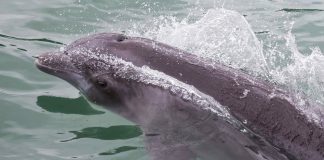 Científicos de Florida detectan daños cerebrales en delfines similares al Alzheimer Fotografía de archivo. EFE/ Jeffrey Arguedas