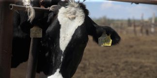 Autoridades mexicanas detectan primer caso de gusano barrenador del ganado en Michoacán Fotografía de archivo que muestra a una vaca en una finca en Ciudad Juárez (México). EFE/ Luis Torres