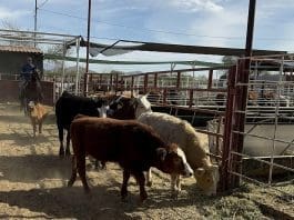 México suma 14.321 casos de gusano barrenador y acelera esfuerzos entre bloqueo de EEUU Fotografía de archivo de ganado vacuno siendo trasladado para ser desinfectado en un rancho en Hermosillo (México). EFE/Daniel Sánchez