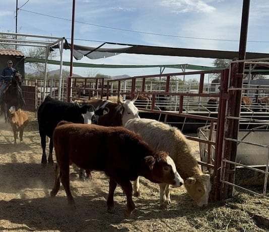 México suma 14.321 casos de gusano barrenador y acelera esfuerzos entre bloqueo de EEUU Fotografía de archivo de ganado vacuno siendo trasladado para ser desinfectado en un rancho en Hermosillo (México). EFE/Daniel Sánchez