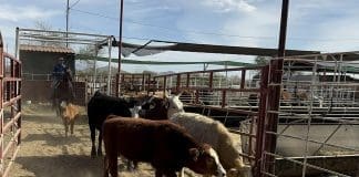 México confirma 500 casos del gusano barrenador en una semana Fotografía de archivo de ganado vacuno siendo trasladado para ser desinfectado en un rancho en Hermosillo (México). EFE/Daniel Sánchez