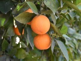 EEUU prevé caída del 2 % en la cosecha de naranjas en Florida a un nuevo récord mínimo Fotografía de archivo. EFE/Iván Mejía