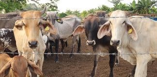 Agricultores mexicanos ven resultados “contundentes” en acciones contra gusano barrenador Fotografía de archivo que muestra ganado vacuno en Tapachula (México). EFE/Juan Manuel Blanco