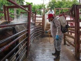 Senadora de oposición acusa negligencia por repunte el gusano barrenador en México Una persona desinfecta ganado vacuno en un rancho en Hermosillo (México). Imagen de archivo. EFE/Daniel Sánchez