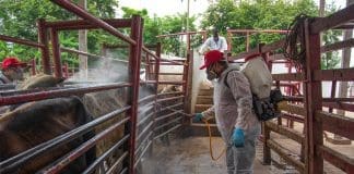 Senadora de oposición acusa negligencia por repunte el gusano barrenador en México Una persona desinfecta ganado vacuno en un rancho en Hermosillo (México). Imagen de archivo. EFE/Daniel Sánchez
