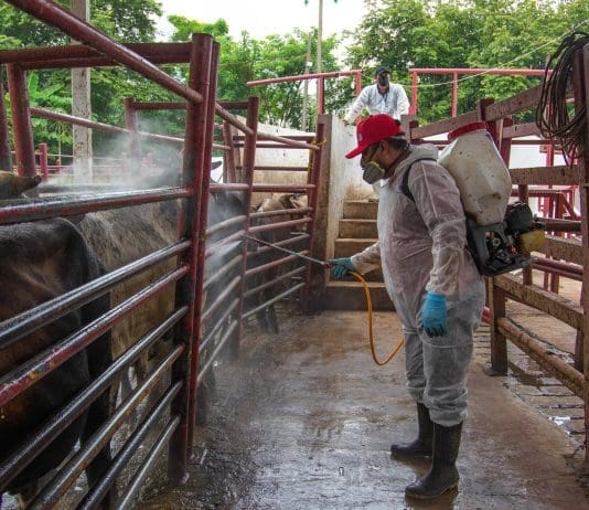 Senadora de oposición acusa negligencia por repunte el gusano barrenador en México Una persona desinfecta ganado vacuno en un rancho en Hermosillo (México). Imagen de archivo. EFE/Daniel Sánchez
