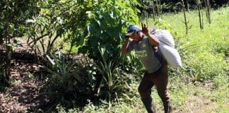 Migrantes cubanos, venezolanos y haitianos salvan la cosecha de café en el sur de México Un migrante trabaja en una plantación de café este viernes, en la ciudad de Tapachula (México). EFE/ Juan Manuel Blanco