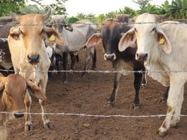 México refuerza acciones contra gusano barrenador y apoya dispersión de moscas desde EEUU Fotografía de archivo que muestra ganado vacuno en Tapachula (México). EFE/Juan Manuel Blanco