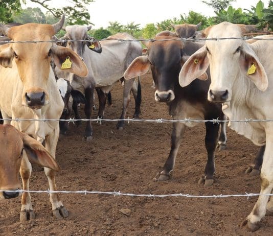 México refuerza acciones contra gusano barrenador y apoya dispersión de moscas desde EEUU Fotografía de archivo que muestra ganado vacuno en Tapachula (México). EFE/Juan Manuel Blanco