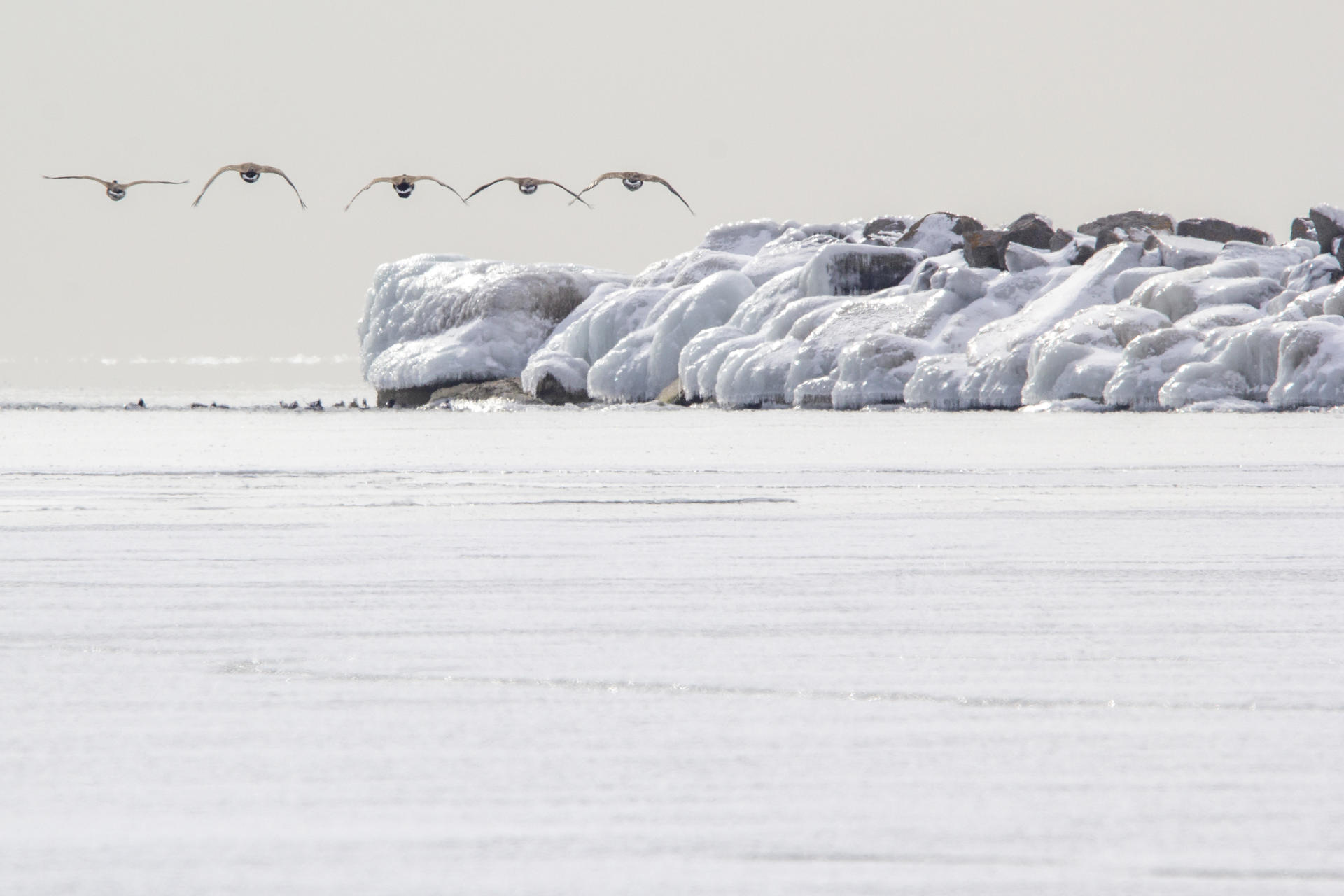 Un grupo de gansos vuela sobre el congelado lago Ontario este lunes, en Toronto (Canadá). EFE/ Julio César Rivas
