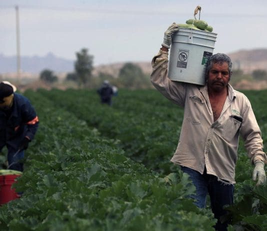 Agricultores critican baja productividad agrícola y dependencia de importaciones en México Campesinos recolectan calabacitas (calabacines) en un campo en el municipio de Samalayuca (México). Imagen de archivo. EFE/ Luis Torres