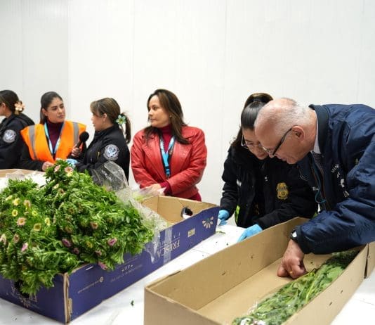 La importación de flores en Miami sube 6 % para San Valentín tras “sobrevivir” a aranceles Especialistas en agricultura de la Oficina de Aduanas y Protección Fronteriza (CPB) inspeccionan las flores procedentes de Colombia para el San Valentín este viernes en el Aeropuerto Internacional de Miami, Florida (EE.UU.). EFE/Alberto Boal