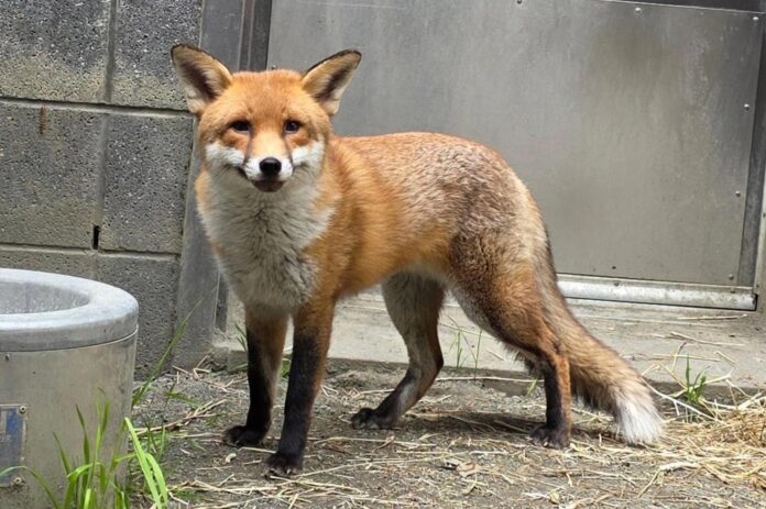 Fotografía cedida por el zoológico de El Bronx de Basil, un zorro rojo macho de unos dos años. EFE/Bronx Zoo /SOLO USO EDITORIAL /NO VENTAS /SOLO DISPONIBLE PARA ILUSTRAR LA NOTICIA QUE ACOMPAÑA /CRÉDITO OBLIGATORIO
