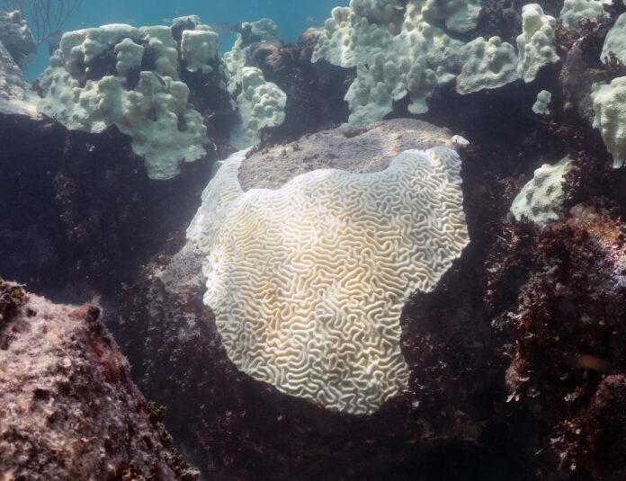 Fotografía del 2023 cedida por la Oficina Nacional de Administración Oceánica y Atmosférica (NOAA) que muestra el blanqueamiento de corales en Cheeca Rocks, en los Cayos de Florida (Estados Unidos). EFE/ Oficina Nacional de Administración Oceánica y Atmosférica /SOLO USO EDITORIAL/ NO VENTAS/ SOLO DISPONIBLE PARA ILUSTRAR LA NOTICIA QUE ACOMPAÑA (CRÉDITO OBLIGATORIO)
