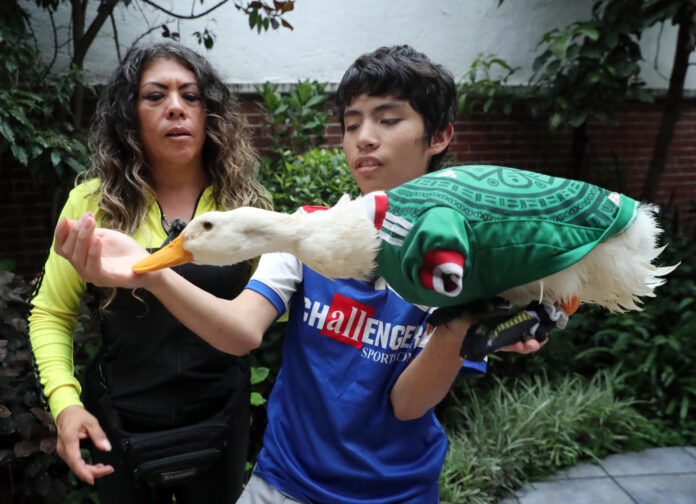 Fotografía del 19 de junio de 2026, que muestra a Karla Gómez (i) y su hijo Cristian posando con su pato Merlín durante una entrevista con EFE, en Ciudad de México (México). EFE/ Mario Guzmán
