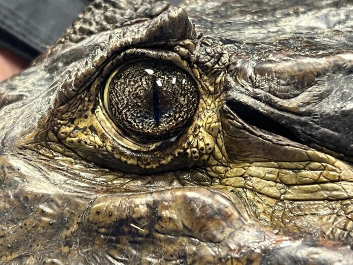 Fotografía cedida por la Universidad de Florida (UF) del detalle de un ojo del caimán de anteojos, también conocido como guajipal, babilla o cachirre. EFE/Croc Docs/UF /SOLO USO EDITORIAL /NO VENTAS /SOLO DISPONIBLE PARA ILUSTRAR LA NOTICIA QUE ACOMPAÑA /CRÉDITO OBLIGATORIO
