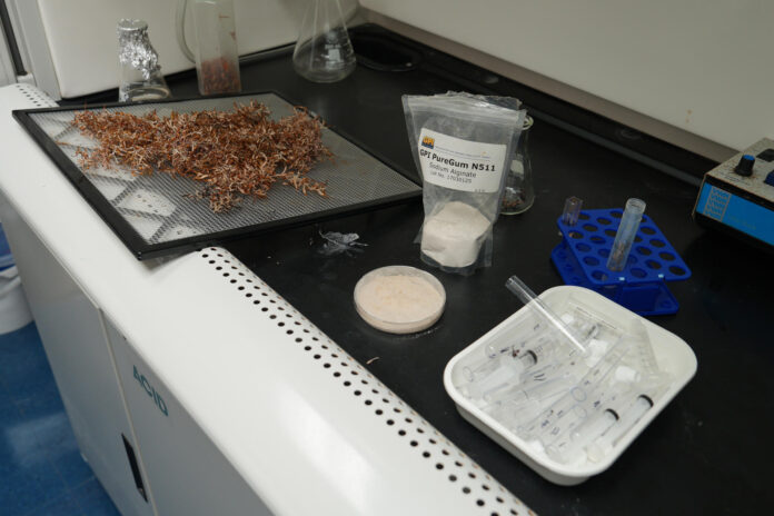 Fotografía del 28 de mayo de 2026 que muestra sargazo en una bandeja junto a implementos de laboratorio del Campus Biscayne Bay, en Miami (EE.UU.). EFE/ Alberto Boal
