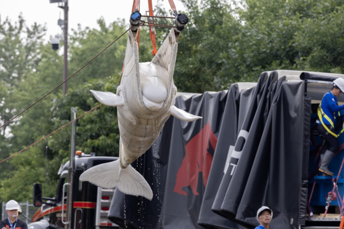 Fotografía cedida por el Shedd Aquarium donde se muestra a operarios utilizando una eslinga para mover una ballena beluga, una de las seis primeras que serán transportadas a acuarios de Estados Unidos, ayer lunes en el parque marino cerrado Marineland Canada, en Niagara Falls, Ontario (Canadá). EFE/ Brenna Hernandez/ Shedd Aquarium /SOLO USO EDITORIAL/ NO VENTAS/ SOLO DISPONIBLE PARA ILUSTRAR LA NOTICIA QUE ACOMPAÑA (CRÉDITO OBLIGATORIO)

